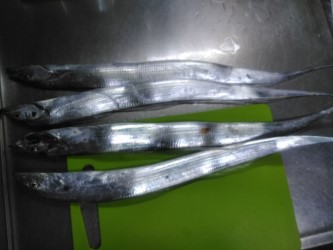 今年も有田へ太刀魚・・